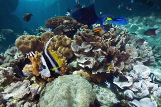 Reef HQ Aquarium ReefHQAquarium1.jpg