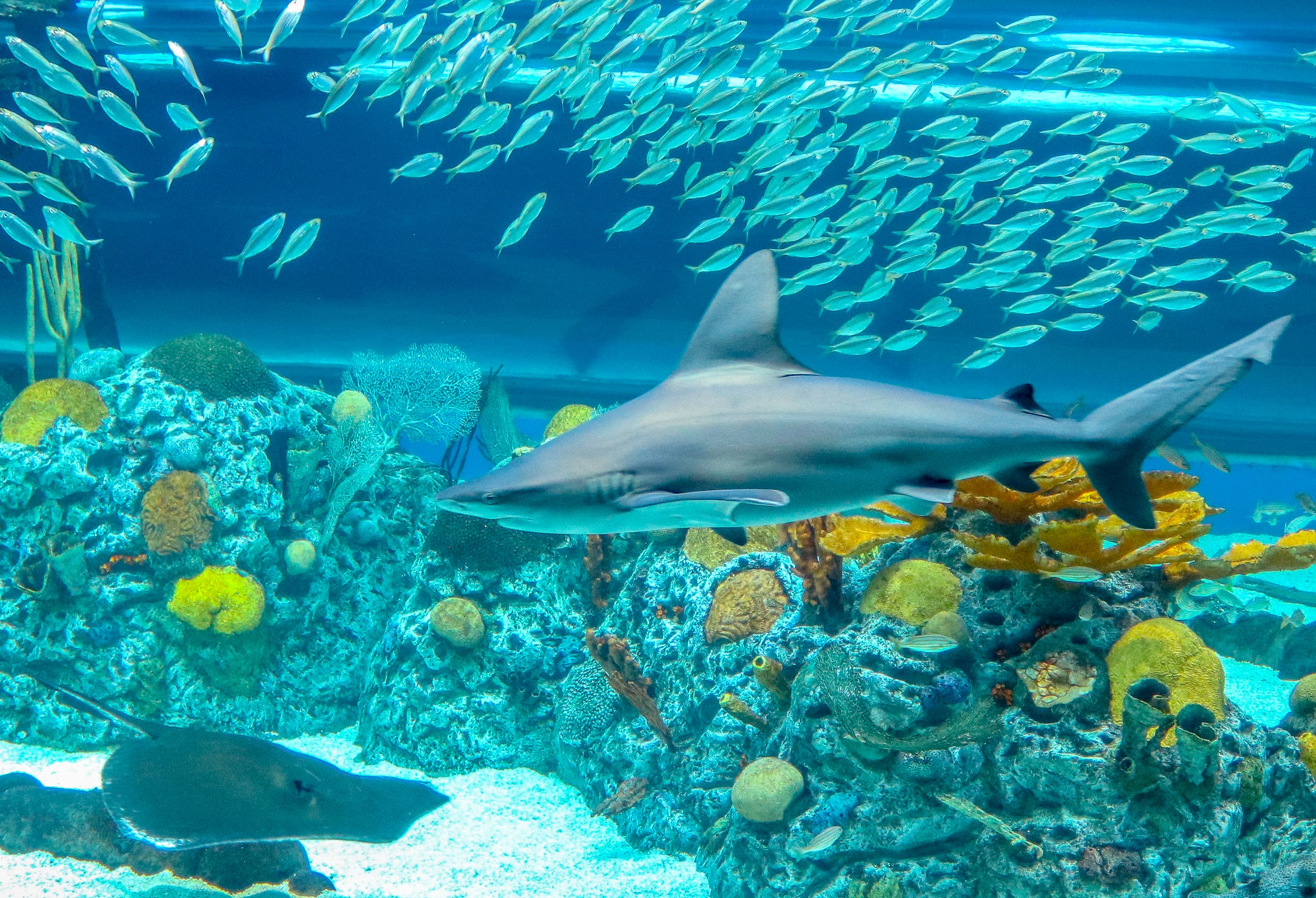 Fish Found In The Caribbean Sea