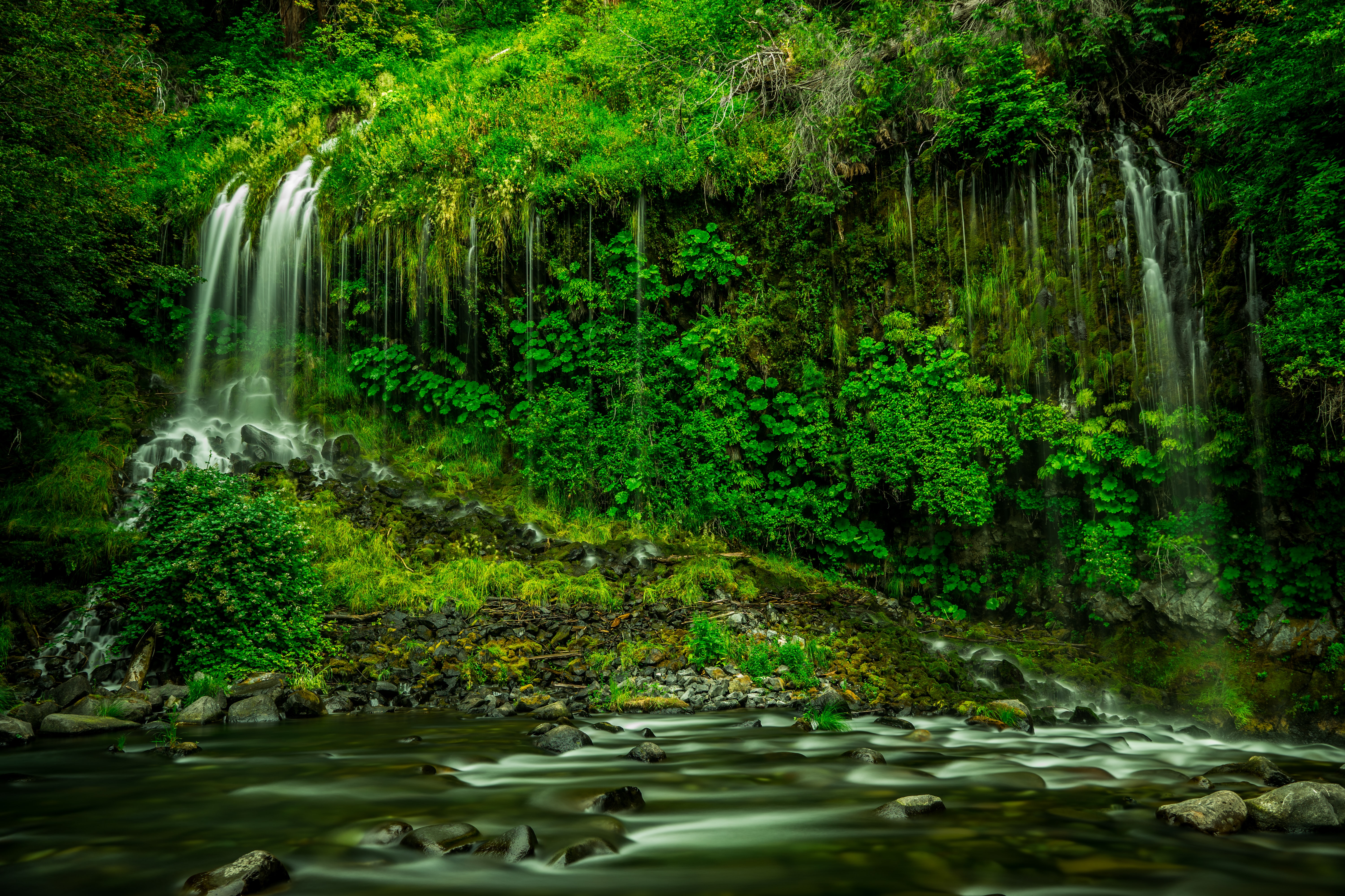 rainforest ecosystems